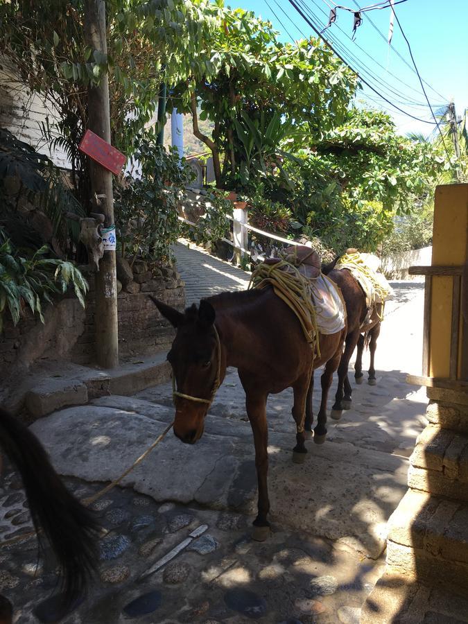 Casa Berita Villa Yelapa Eksteriør billede